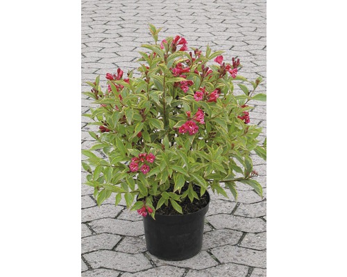 Weigelia en pot avec des fleurs rouges et des feuilles vertes