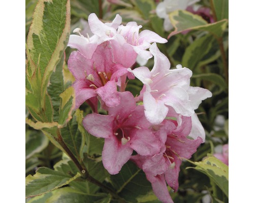 Gros plan sur les fleurs de Weigelia