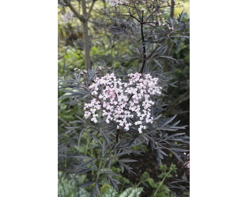 Plant de sureau aux feuilles sombres et aux fleurs blanches
