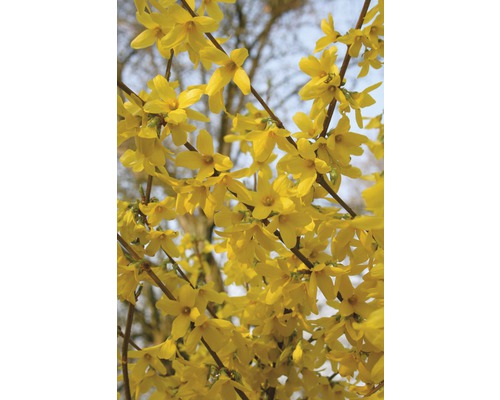 Forsythia FloraSelf Forsythia intermedia 'Week End'® H 60-80 cm Co 4 L