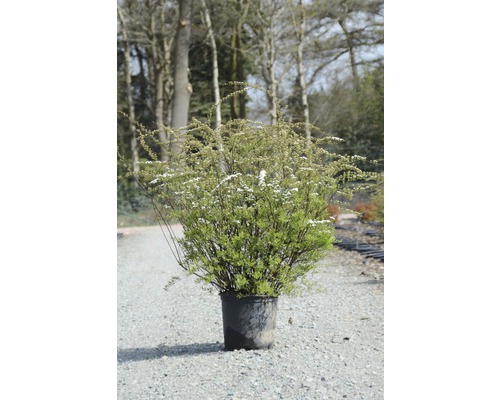 Spirée arbustive en pot