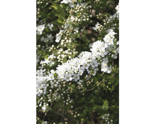 Spirée FloraSelf Spiraea cinerea 'Grefsheim' H 60-80 cm Co 15 L