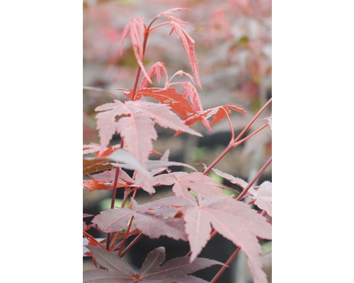 Érable rouge palmé FloraSelf Acer palmatum 'Atropurpureum' H 40-60 cm Co 4 L Gros plan sur des feuilles d''érable