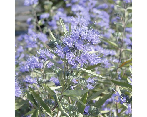 Caryopteris FloraSelf Caryopteris clandonensis 'Dark Night' H 40-60cm Co 4 L Gros plan d''une fleur bleue avec des feuilles vertes.