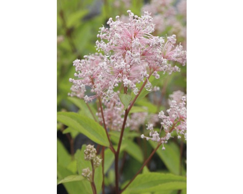 Inflorescence de spirée avec des fleurs roses