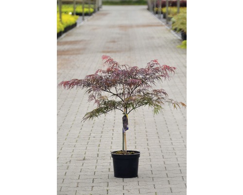 Érable japonais en pot