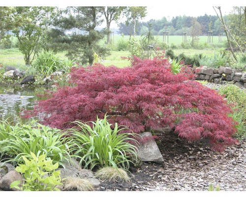 Érable japonais dans le jardin à côté d''un étang