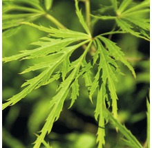 Japanischer Schlitzahorn FloraSelf Acer palmatum dissectum 'Viridis' H 40-60 cm Co 4 L