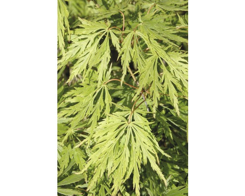 Gros plan sur des feuilles d''érable