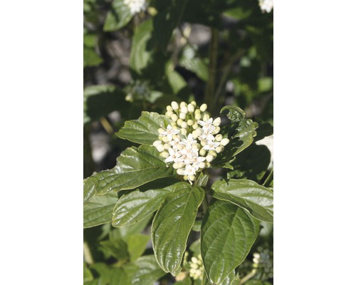 Cornouiller soyeux FloraSelf Cornus stolonifera 'Flaviramea' H 50-60 cm Co 4 L