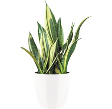 Sansevieria in einem weißen Topf