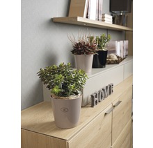 Salon décoratif avec plantes d''intérieur et commode en bois