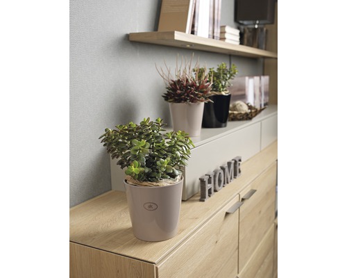 Salon décoratif avec plantes d''intérieur et commode en bois