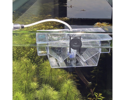 Laichkasten im Aquarium zur Fischzucht