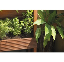Planche pour terrasses Bangkirai 2400x145x25 mm pose infinie