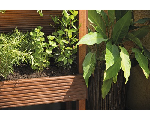 Hochbeet mit Kräutern und Zimmerpflanze in einem Garten