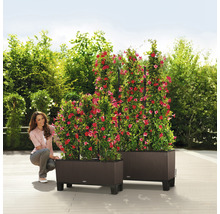 Deux bacs à fleurs en plastique avec des plantes grimpantes et une femme dans le jardin.