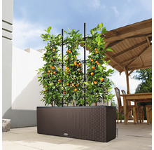Jardinière avec support grimpant et agrume en extérieur