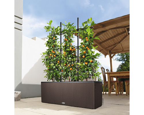 Jardinière avec support grimpant et agrume en extérieur