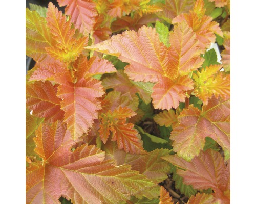 Physocarpe FloraSelf Physocarpus opulifolius 'Amber Jubilee' H 50-60 cm Co 4 L Gros plan sur le feuillage cuivré de la spirée