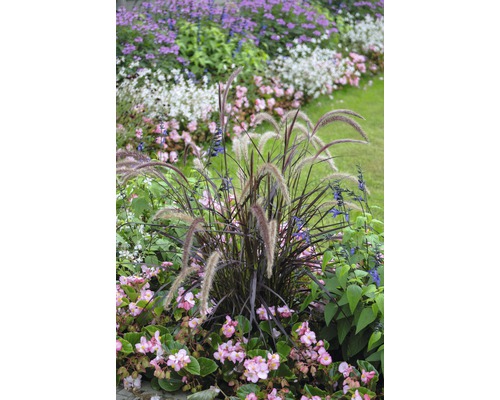 Herbe aux écouvillons rouge FloraSelf Pennisetum advena 'Summer Samba' h 10-20 cm pot Ø 14 cm