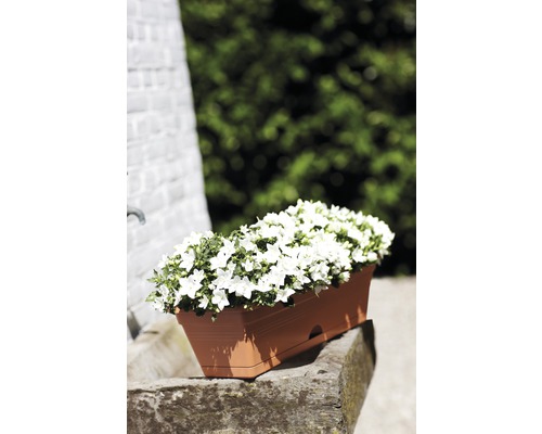 Jardinière avec campanules blanches sur pierre