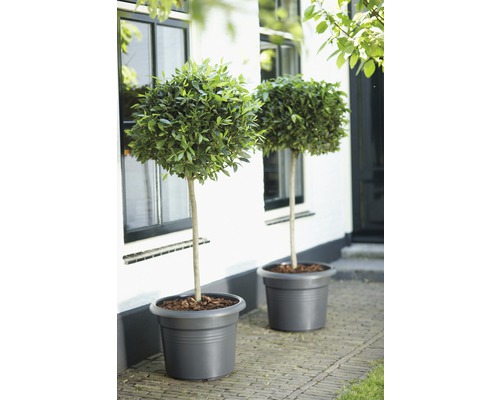 Zwei Lorbeerbäumchen in Pflanzkübeln vor einem Gebäude.