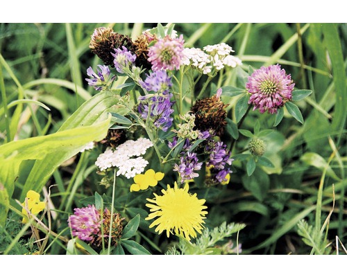 Gros plan de fleurs sauvages telles que le trèfle, l''achillée millefeuille et le pissenlit