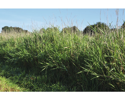 Hohes Gras im Garten oder Feld.