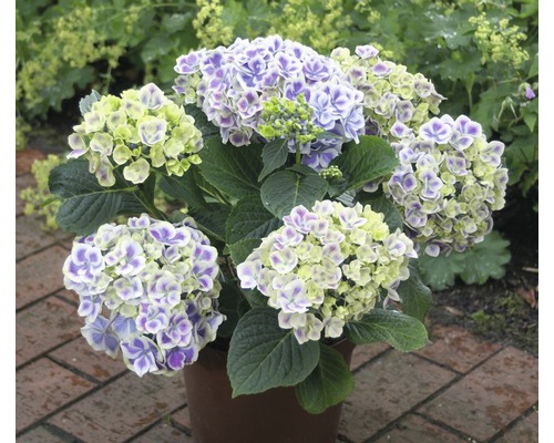 Hortensie im Topf mit violetten und gelben Blüten