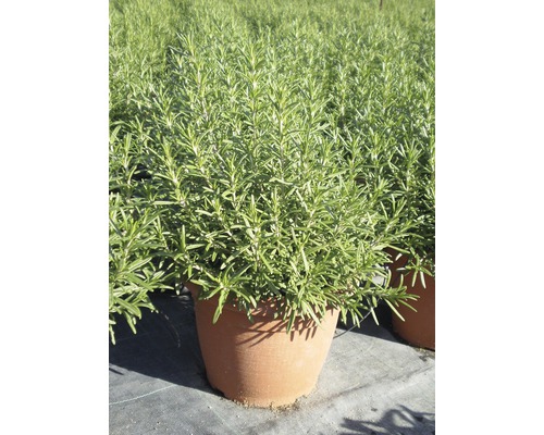 Plant de romarin en pot
