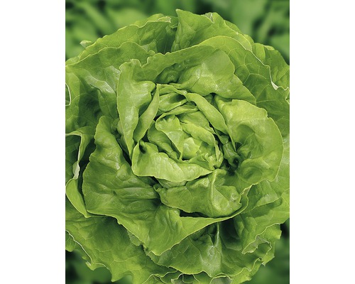 Bio Kopfsalat 'Butterhäuptel' FloraSelf Floralie Gärtnern mit Kids 6-er Schale Kopfsalat Nahaufnahme