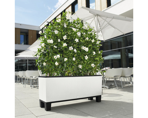 Rechteckiger Pflanzkasten mit weißen Blumen im Außenbereich.