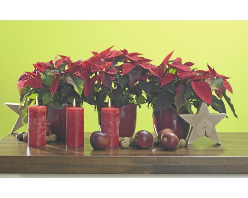 Weihnachtsdekoration mit Weihnachtssternen, Kerzen, Äpfeln, Nüssen und Sternen auf einem Holztisch.