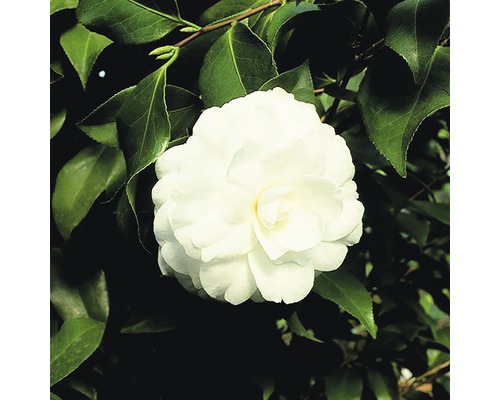 Weiße Kamelienblüte mit grünen Blättern