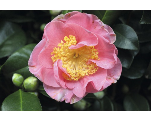 Nahaufnahme einer rosa Kamelienblüte im Garten