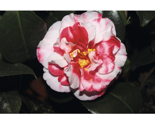 Nahaufnahme einer rot gestreiften Kamelienblüte