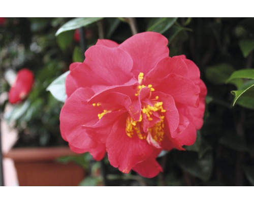 Nahaufnahme einer roten Kamelienblüte mit gelben Staubgefäßen