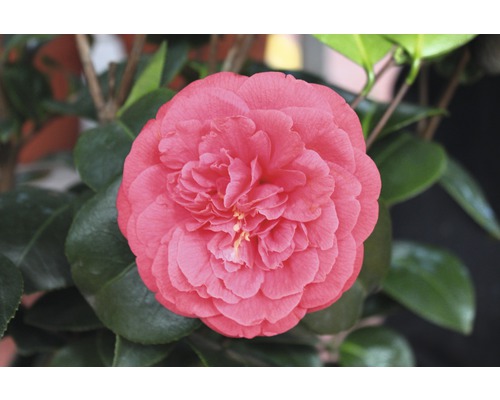 Nahaufnahme einer Kamelienblüte