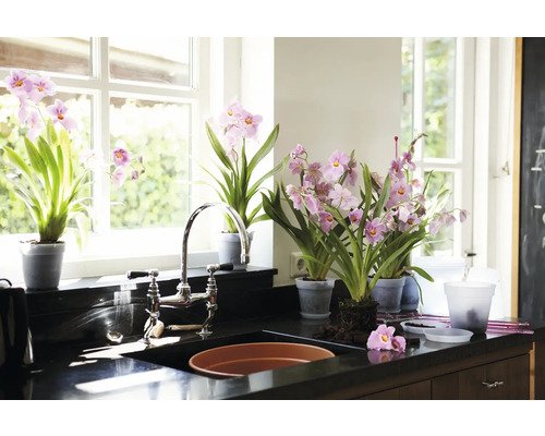 Cuisine lumineuse avec des orchidées roses en pot sur un plan de travail