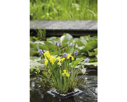 Lot de plantes de bassin pour bassin miniature FloraSelf, panier 18x18 cm avec anneau de culture