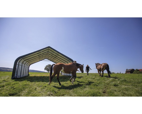 Abri pour chevaux avec deux chevaux dans un pré