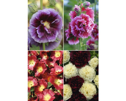 Nahaufnahme von verschiedenfarbigen Stockrosen