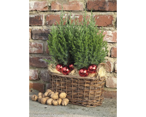 Panier en osier avec conifères, boules de Noël et noix devant un mur de briques