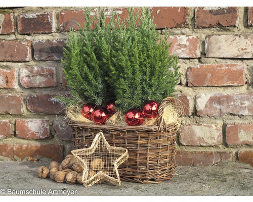 Décoration avec conifère dans un panier, boules de Noël, étoile et noix