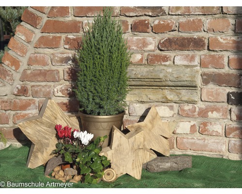 Scène de jardin décorative avec cyprès en pot, étoiles en bois et fond de mur