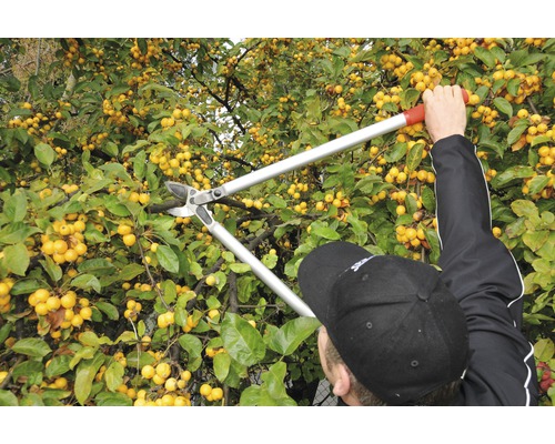 Un homme taille un arbre fruitier avec un ébrancheur.