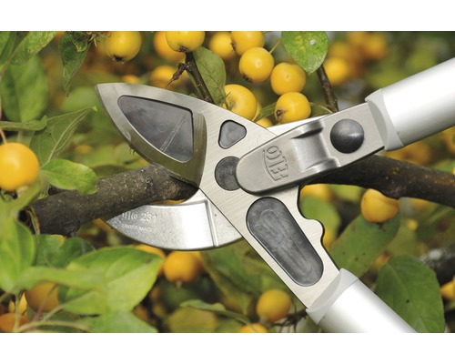 Sécateur coupant une branche