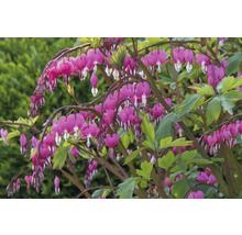 Coeur de Marie plante avec des fleurs en forme de cœur