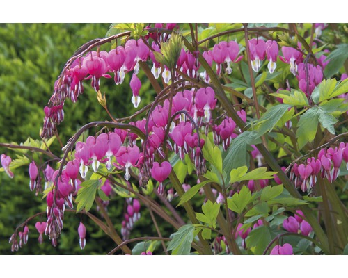 Coeur de Marie plante avec des fleurs en forme de cœur